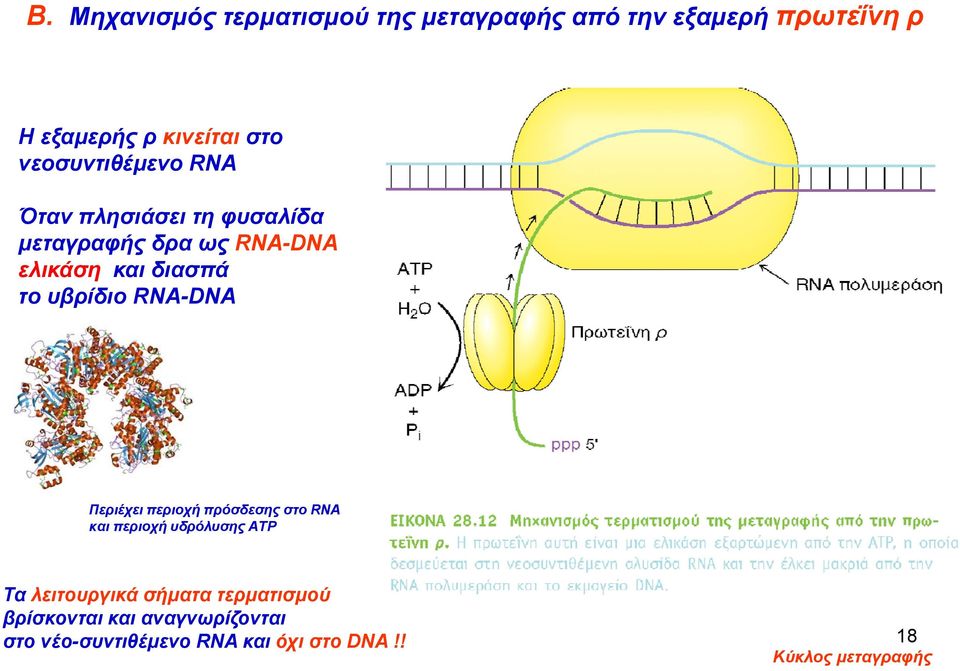υβρίδιο RNA-DNA Περιέχει περιοχή πρόσδεσης στο RNA και περιοχή υδρόλυσης ΑΤΡ Τα λειτουργικά
