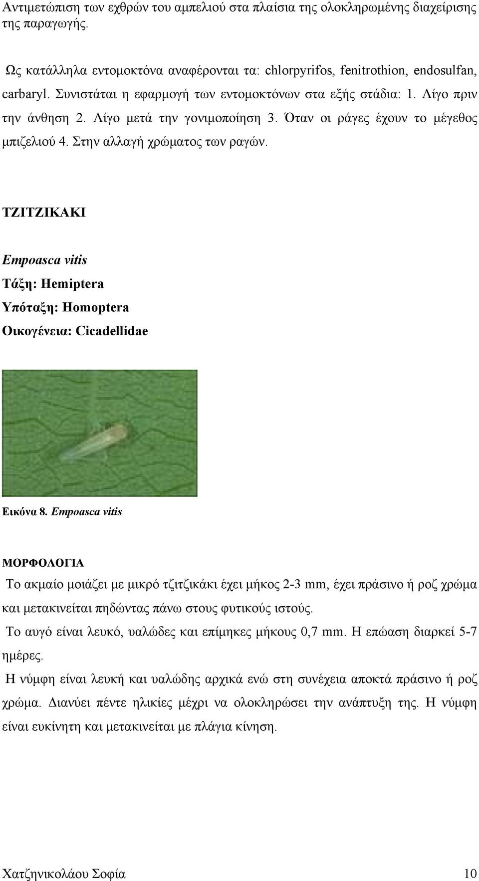 ΤΖΙΤΖΙΚΑΚΙ Empoasca vitis Τάξη: Hemiptera Υπόταξη: Homoptera Οικογένεια: Cicadellidae Εικόνα 8.
