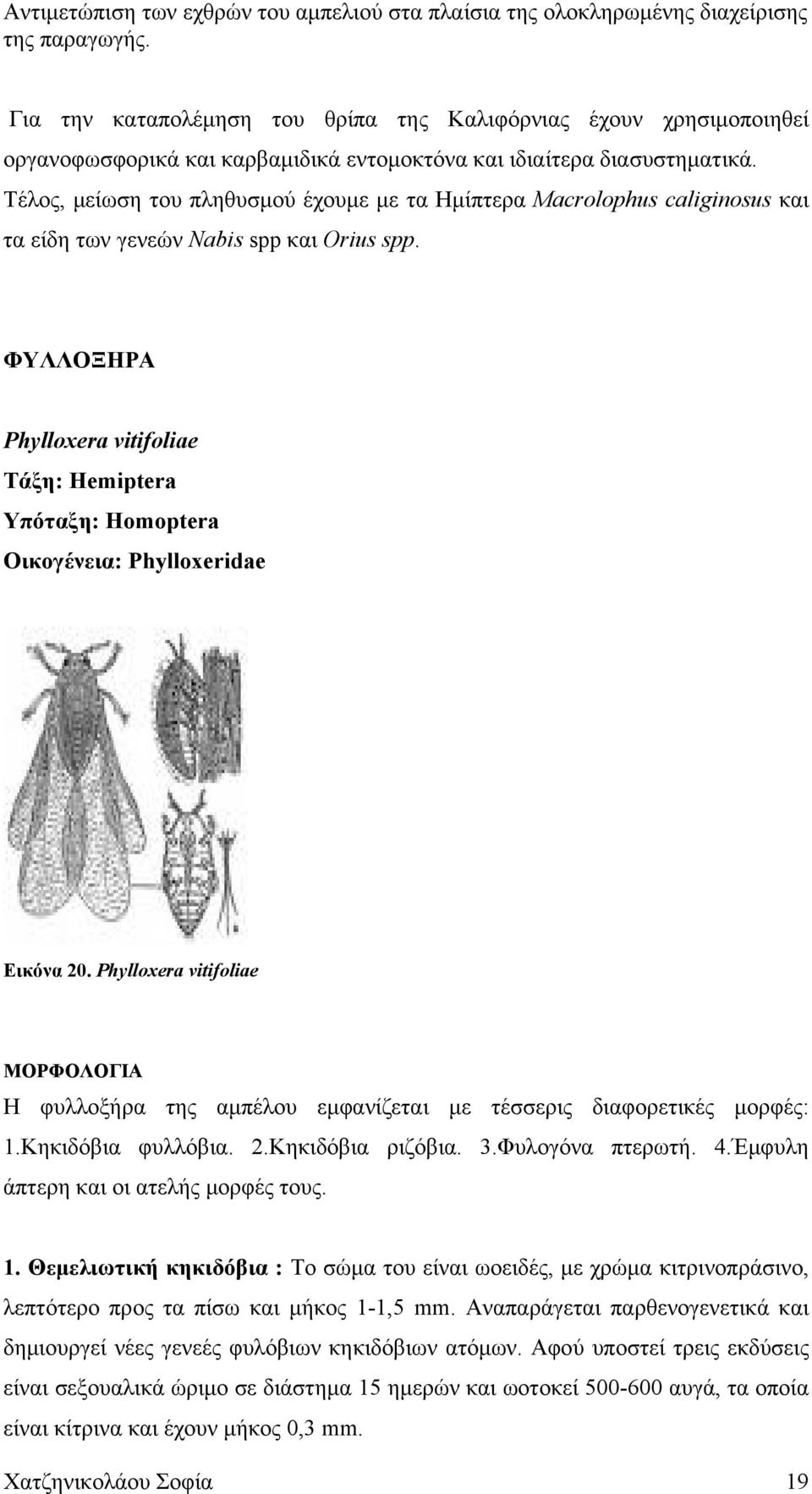 ΦΥΛΛΟΞΗΡΑ Phylloxera vitifoliae Τάξη: Hemiptera Υπόταξη: Homoptera Οικογένεια: Phylloxeridae Εικόνα 20.