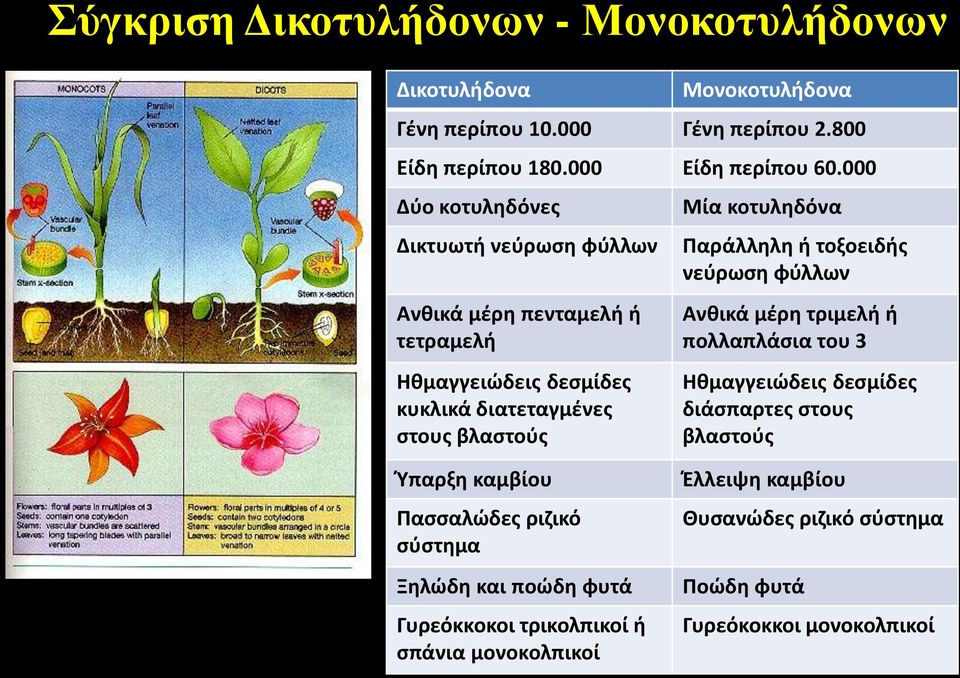 Παράλλθλθ ι τοξοειδισ νεφρωςθ φφλλων Ανκικά μζρθ τριμελι ι πολλαπλάςια του 3 Ηκμαγγειϊδεισ δεςμίδεσ διάςπαρτεσ ςτουσ βλαςτοφσ Ύπαρξθ καμβίου Παςςαλϊδεσ