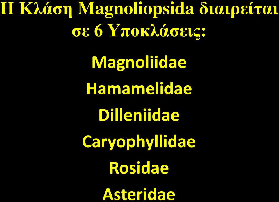 Magnoliidae Hamamelidae