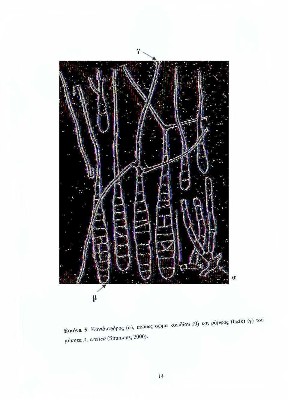 μύκητα A.