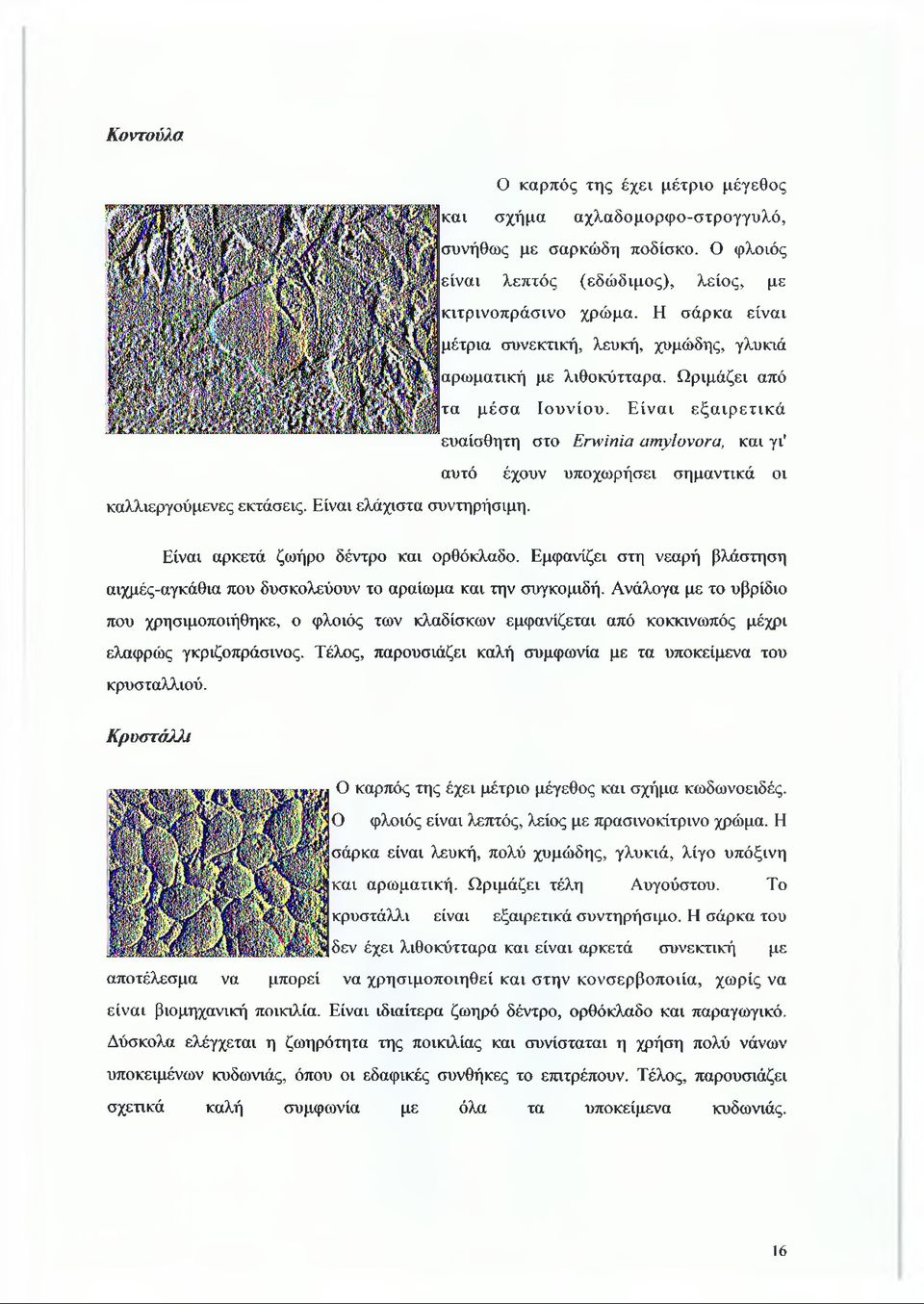 Είναι εξαιρετικά ευαίσθητη στο Εηνΐηία αηιγίονοτα, και γι' αυτό έχουν υποχωρήσει σημαντικά οι καλλιεργούμενες εκτάσεις. Είναι ελάχιστα συντηρήσιμη. Είναι αρκετά ζωήρο δέντρο και ορθόκλαδο.