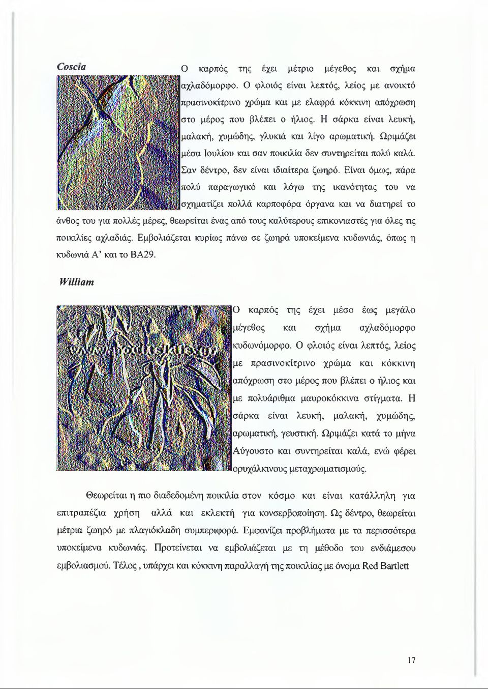Είναι όμως, πάρα πολύ παραγωγικό και λόγω της ικανότητας του να σχηματίζει πολλά καρποφόρα όργανα και να διατηρεί το άνθος του για πολλές μέρες, θεωρείται ένας από τους καλύτερους επικονιαστές για