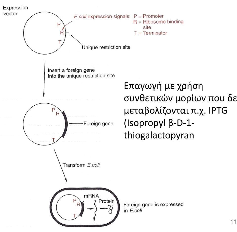 μεταβολίζονται π.χ.
