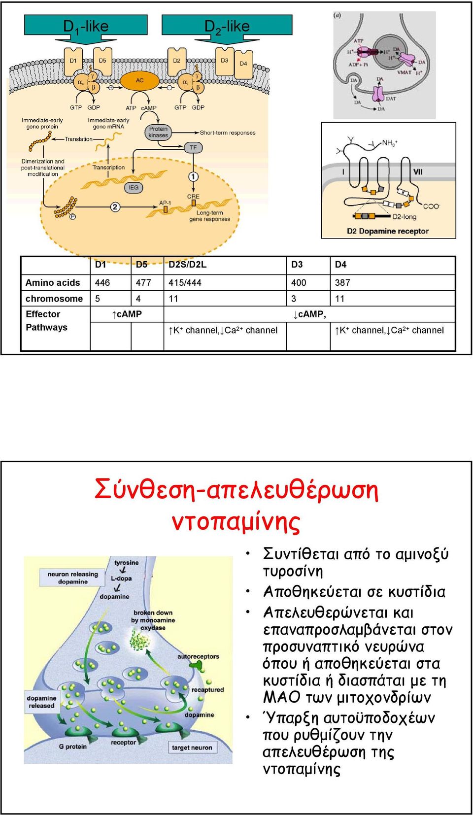 αµινοξύ τυροσίνη Αποθηκεύεται σε κυστίδια Απελευθερώνεται και επαναπροσλαµβάνεται στον προσυναπτικό νευρώνα όπου ή