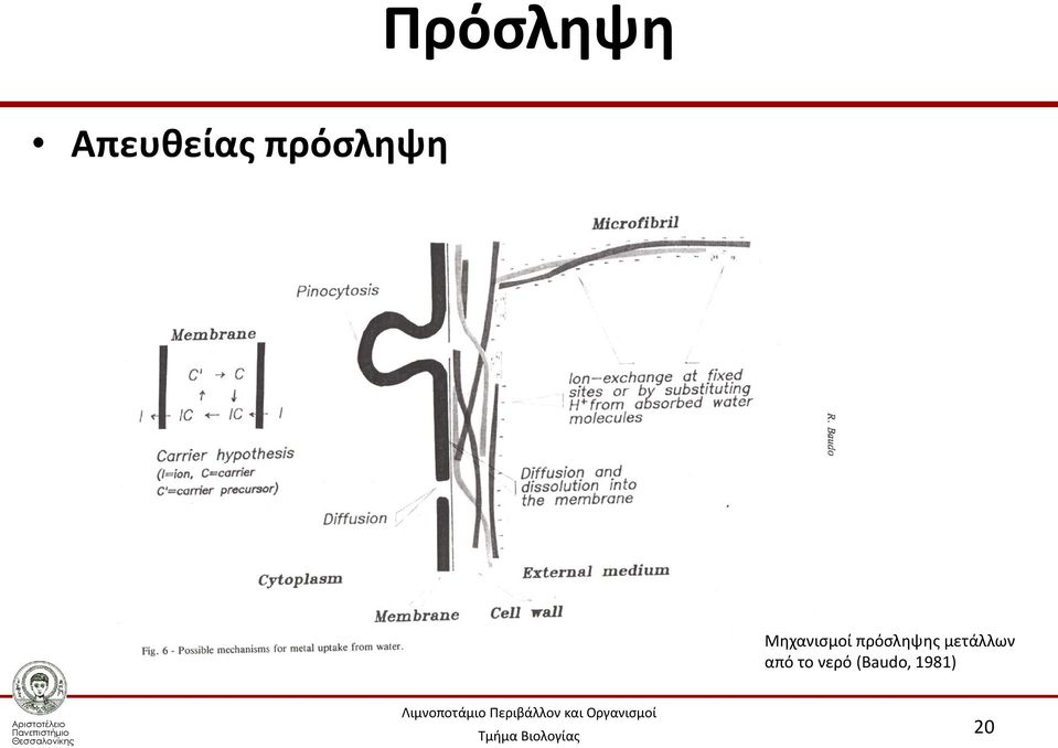 πρόσληψης μετάλλων