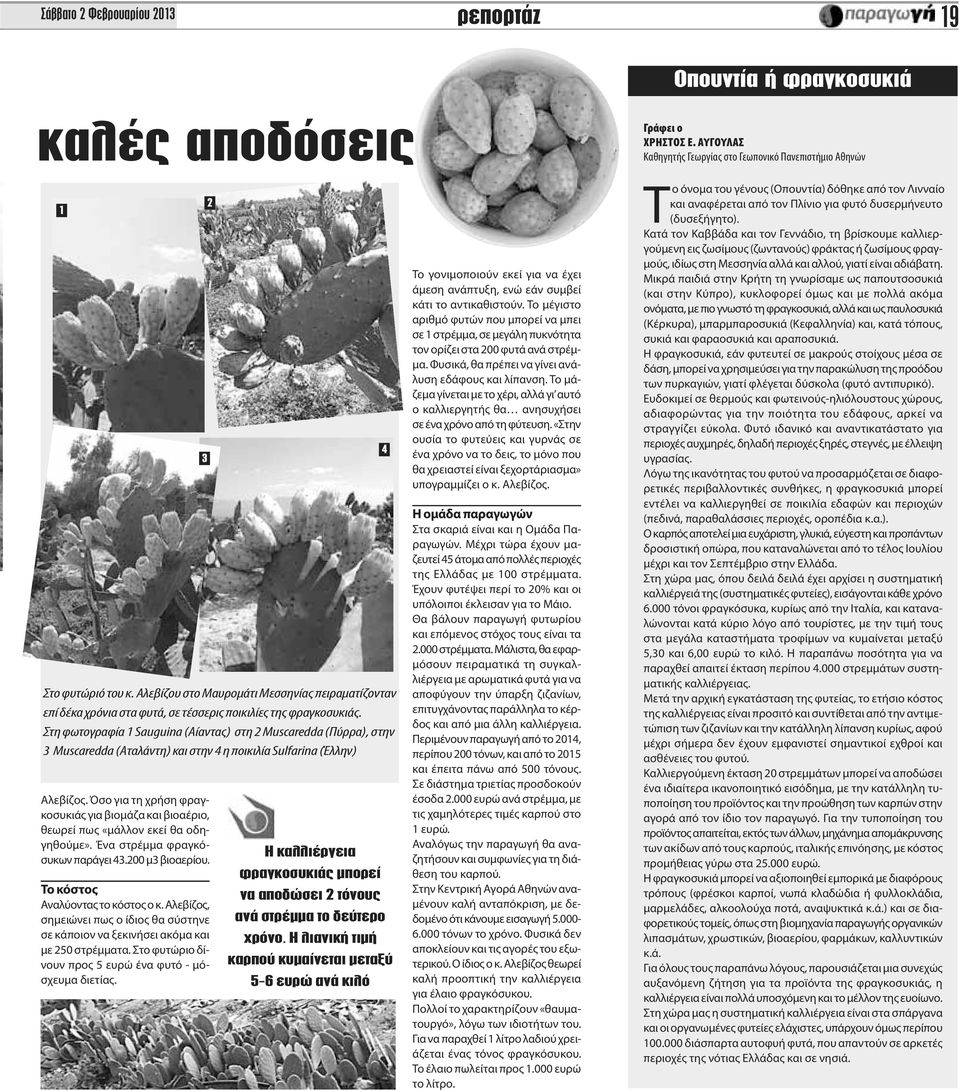 Στη φωτογραφία 1 Sauguina (Αίαντας) στη 2 Muscaredda (Πύρρα), στην 3 Muscaredda (Αταλάντη) και στην 4 η ποικιλία Sulfarina (Έλλην) Αλεβίζος.