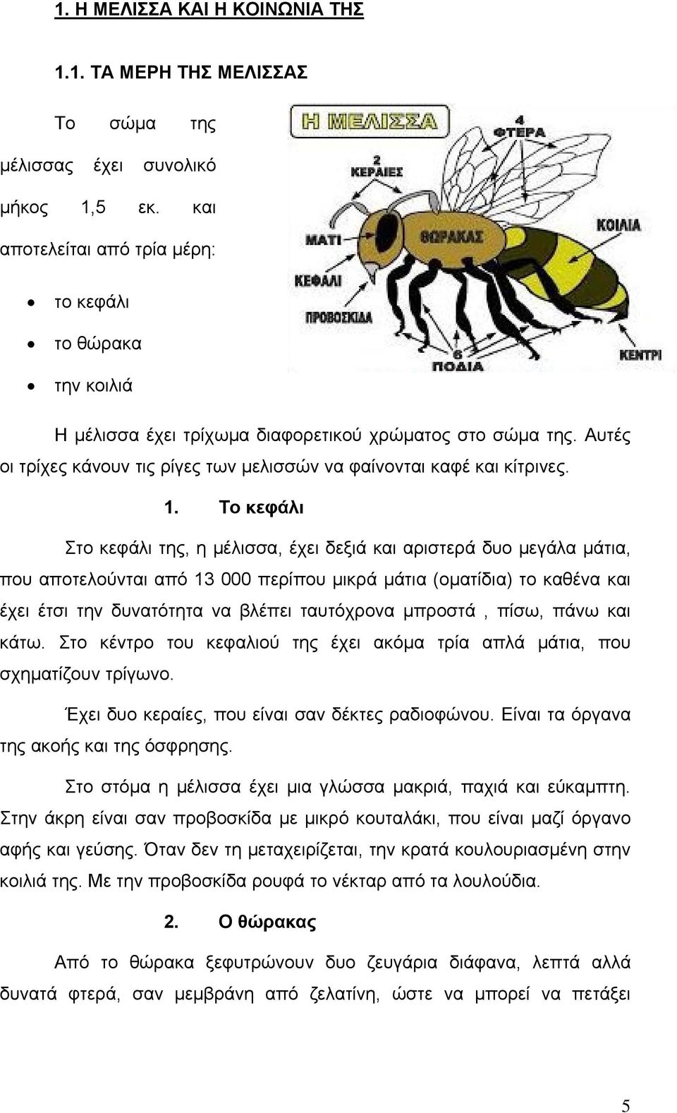 1. Το κεφάλι Στο κεφάλι της, η µέλισσα, έχει δεξιά και αριστερά δυο µεγάλα µάτια, που αποτελούνται από 13 000 περίπου µικρά µάτια (οµατίδια) το καθένα και έχει έτσι την δυνατότητα να βλέπει