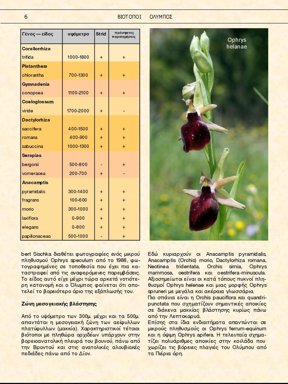 + fragrans 100-600 + + morio 300-1000 + + laxiflora 0-900 + + elegans 0-800 + + papilionaceaα 500-1000 - + bert Sischka διαθέτει φωτογραφίες ενός μικρού πληθυσμού Ophrys speculum από το 1988,