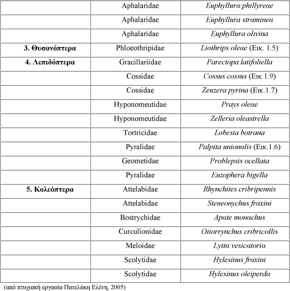 9) Cossidae Zeuzera pyrina (Εικ.1.7) Hyponomeutidae Prays oleαe Hyponomeutidae Zelleria oleastrella Tortricidae Lobesia botrana Pyralidae Palpita unionαlis (Εικ.1.6) Geοmetidae Problepsis ocellata Pyralidae Euzophera bigella 5.