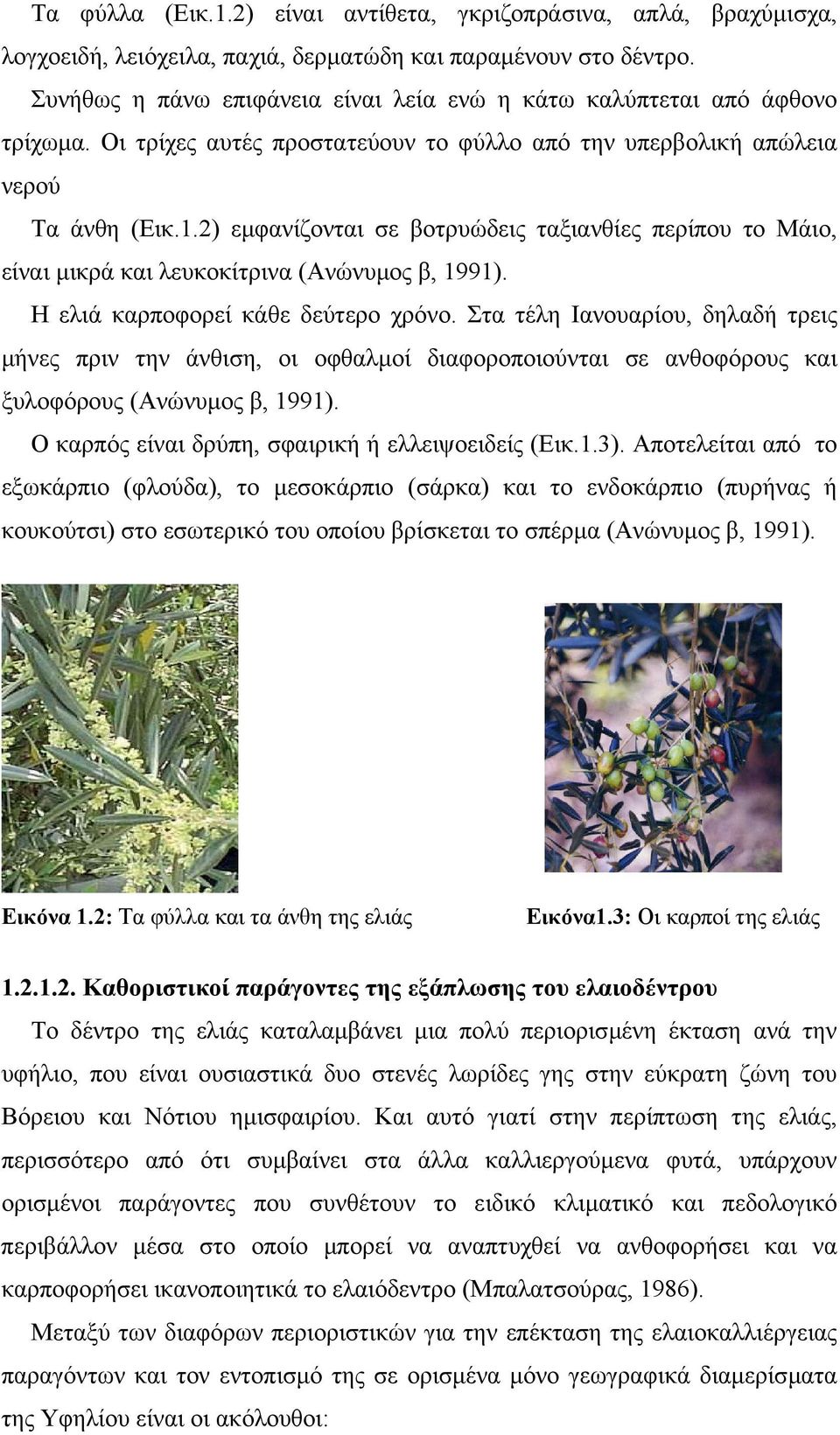 2) εµφανίζονται σε βοτρυώδεις ταξιανθίες περίπου το Μάιο, είναι µικρά και λευκοκίτρινα (Ανώνυµος β, 1991). Η ελιά καρποφορεί κάθε δεύτερο χρόνο.