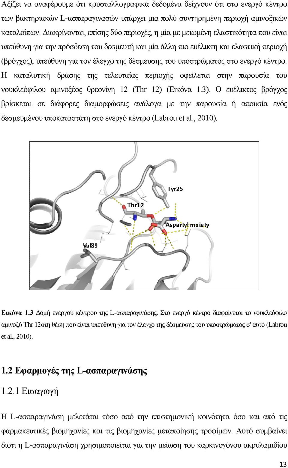 της δέσμευσης του υποστρώματος στο ενεργό κέντρο. Η καταλυτική δράσης της τελευταίας περιοχής οφείλεται στην παρουσία του νουκλεόφιλου αμινοξέος θρεονίνη 12 (Thr 12) (Εικόνα 1.3).