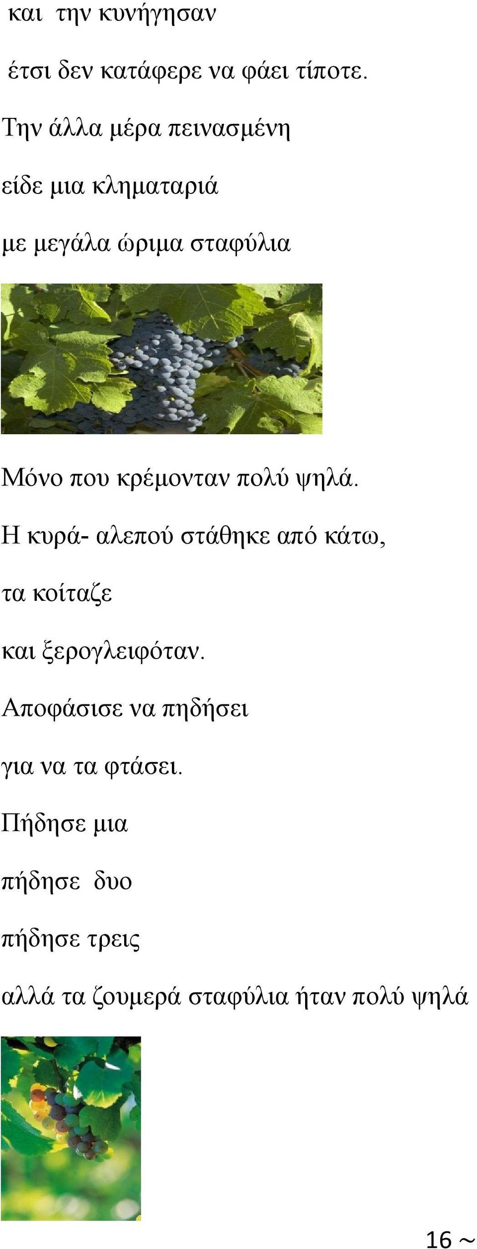 κρέμονταν πολύ ψηλά. Η κυρά- αλεπού στάθηκε από κάτω, τα κοίταζε και ξερογλειφόταν.