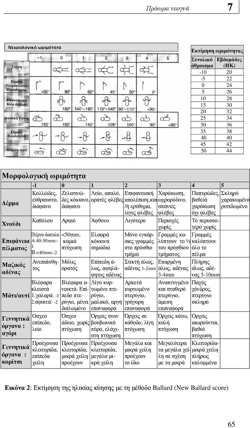 ρυτιδωµένο λίγες φλέβες φλέβες όχι φλέβες Καθόλου Αραιό Άφθονο Λιγότερο Περιοχές Το περισσοτερο χωρίς Χνούδι χωρίς Πτέρνα-δακτυλα <50mm, Ελαφρά Μόνο εγκάρσιες γραµµές λύπτουν το ½ καλύπτουν Γραµµές