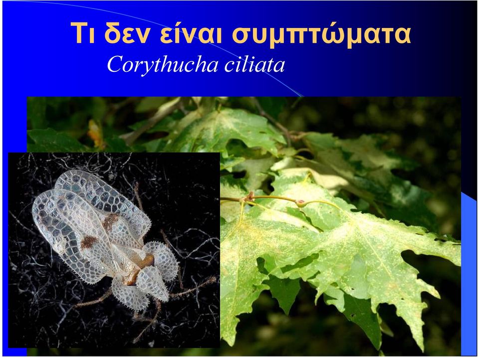 συμπτώματα