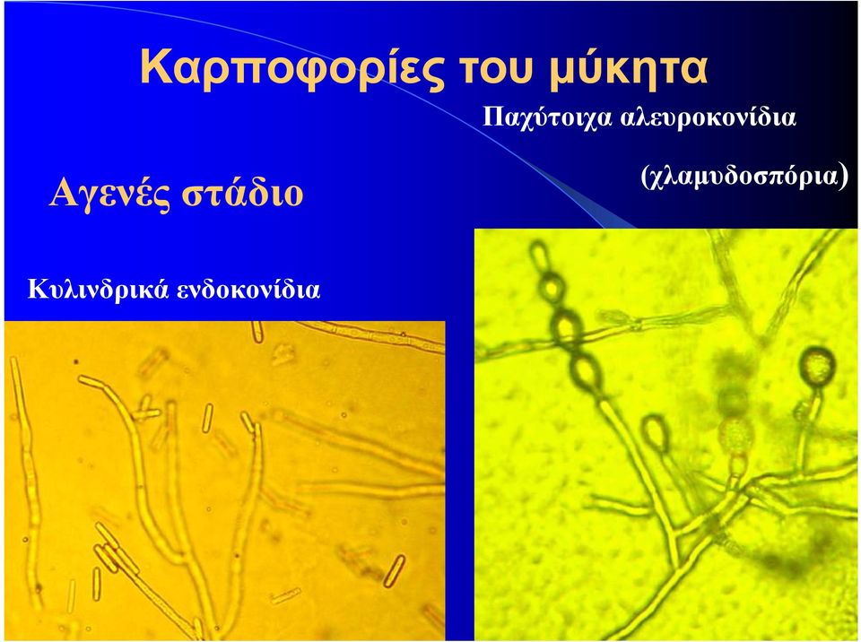 Αγενές στάδιο