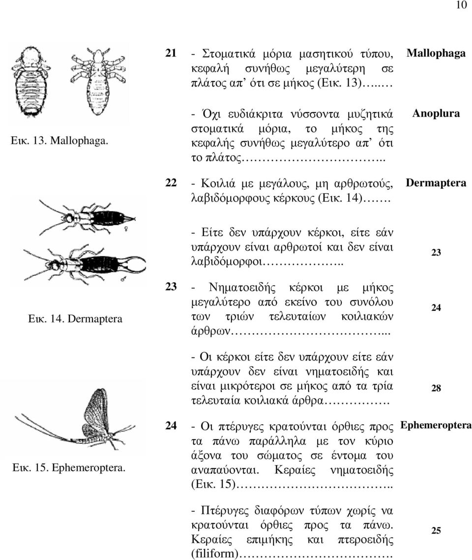 Mallophaga Anoplura Dermaptera Εικ. 14. Dermaptera Εικ. 15. Ephemeroptera. - Είτε δεν υπάρχουν κέρκοι, είτε εάν υπάρχουν είναι αρθρωτοί και δεν είναι λαβιδόμορφοι.