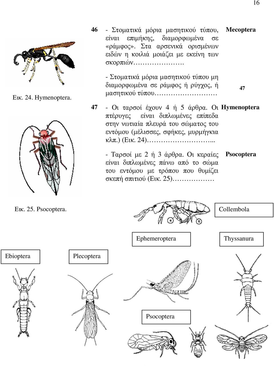 Οι Hymenoptera πτέρυγες είναι διπλωμένες επίπεδα στην νωτιαία πλευρά του σώματος του εντόμου (μέλισσες, σφήκες, μυρμήγκια κλπ.) (Εικ. 24)... 47 - Ταρσοί με 2 ή 3 άρθρα.
