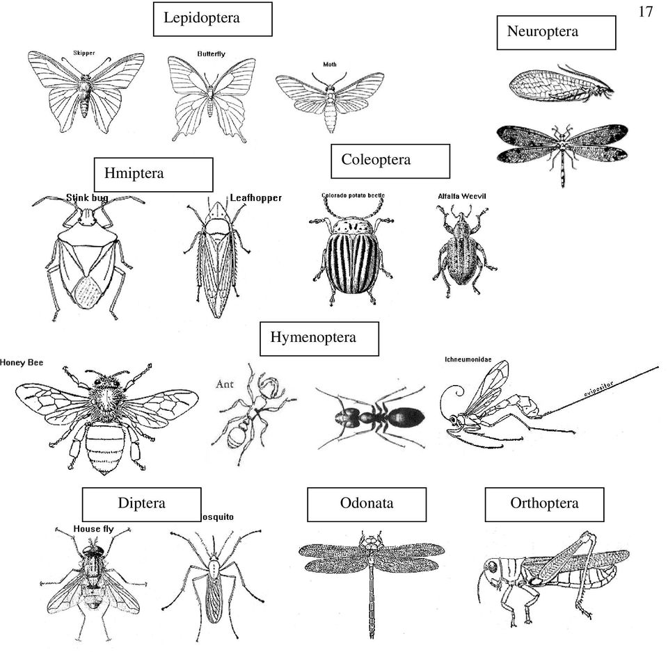 Hmiptera Coleoptera