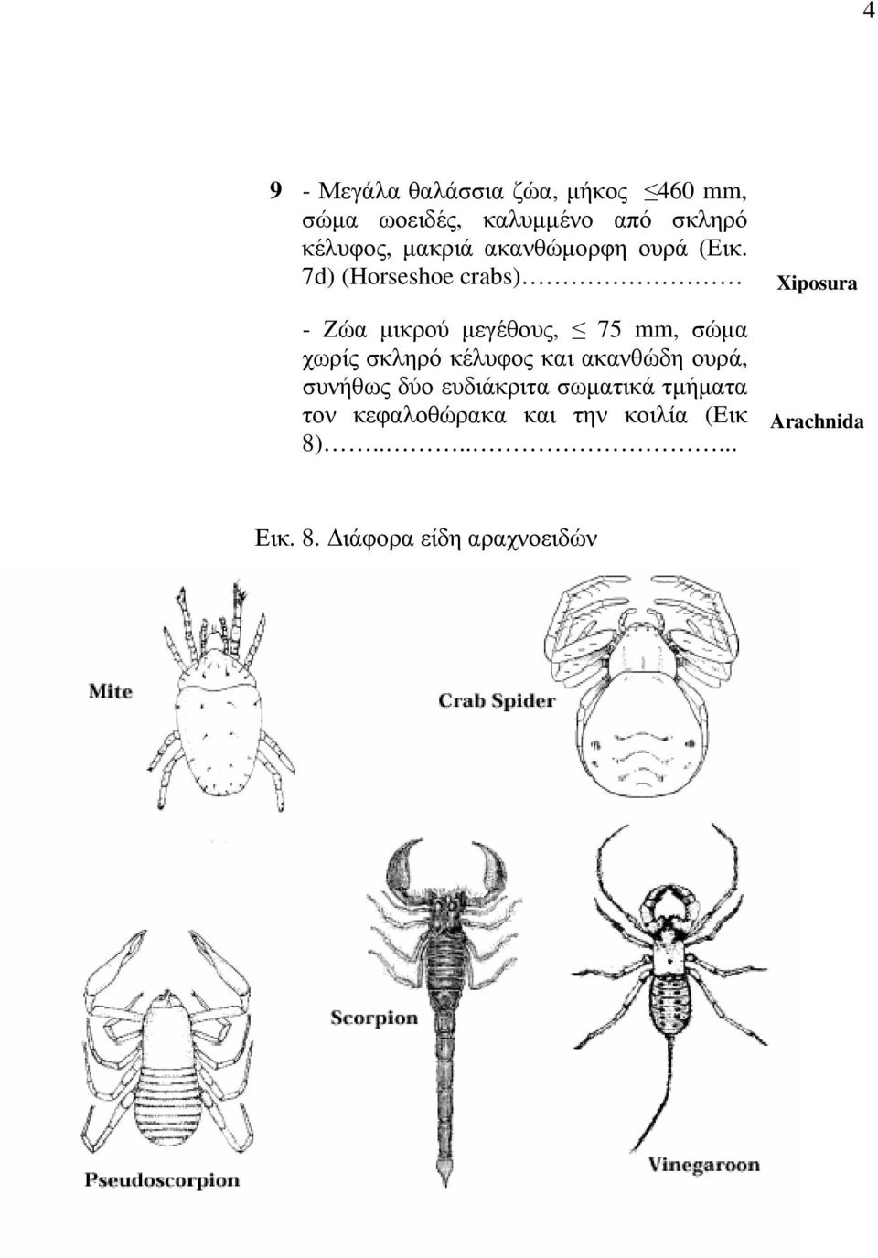 7d) (Horseshoe crabs) Xiposura - Ζώα μικρού μεγέθους, 75 mm, σώμα χωρίς σκληρό κέλυφος