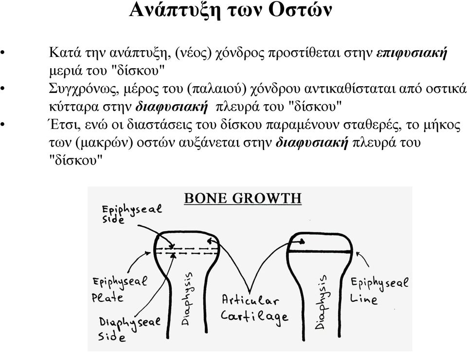 κύτταρα στην διαφυσιακή πλευρά του "δίσκου" Έτσι, ενώ οι διαστάσεις του δίσκου