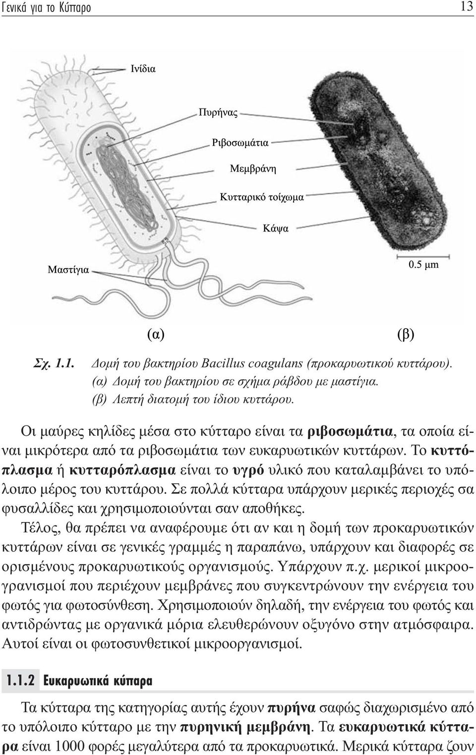 Οι μαύρες κηλίδες μέσα στο κύτταρο είναι τα ριβοσωμάτια, τα οποία είναι μικρότερα από τα ριβοσωμάτια των ευκαρυωτικών κυττάρων.