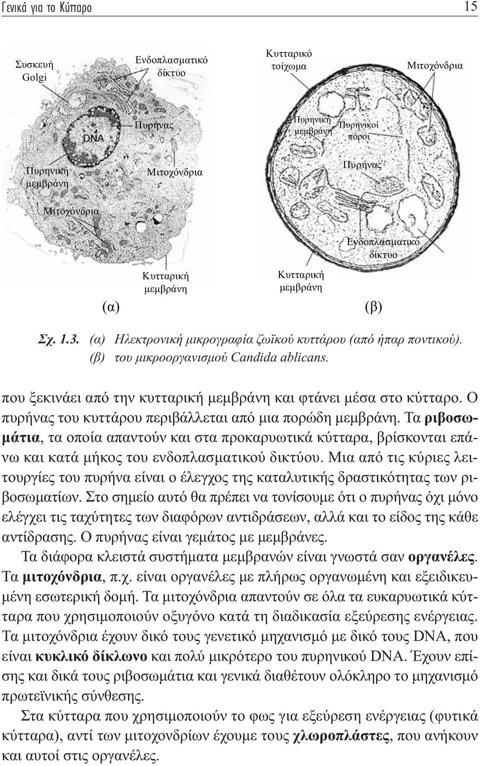 που ξεκινάει από την κυτταρική μεμβράνη και φτάνει μέσα στο κύτταρο. Ο πυρήνας του κυττάρου περιβάλλεται από μια πορώδη μεμβράνη.