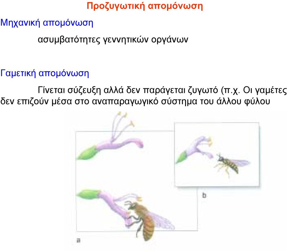 Γίνεται σύζευξη αλλά δεν παράγεται ζυγωτό (π.χ.