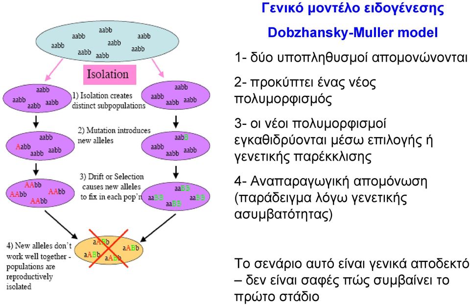επιλογής ή γενετικής παρέκκλισης 4- Αναπαραγωγική αποµόνωση (παράδειγµα λόγω γενετικής