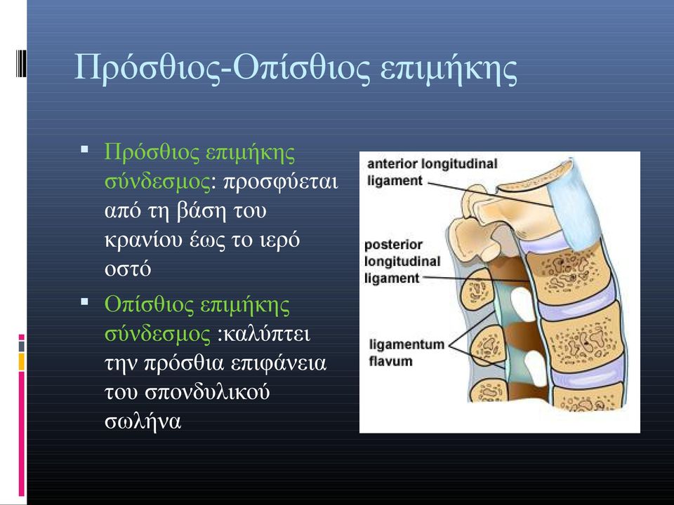 έως το ιερό οστό Οπίσθιος επιμήκης σύνδεσμος