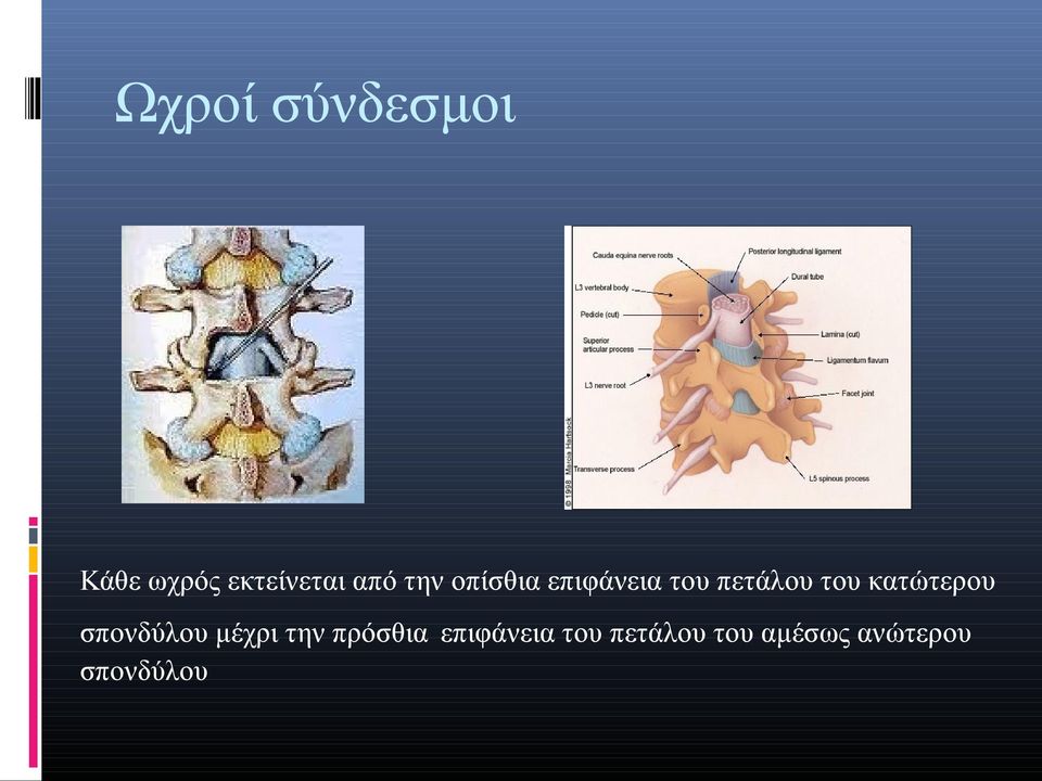 κατώτερου σπονδύλου μέχρι την πρόσθια