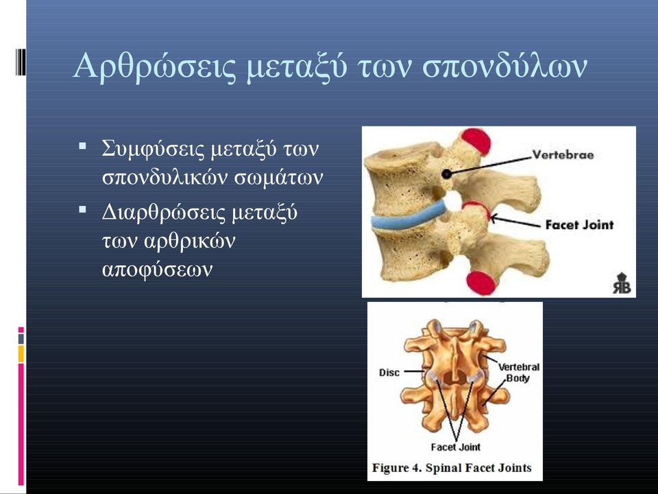 των σπονδυλικών σωμάτων