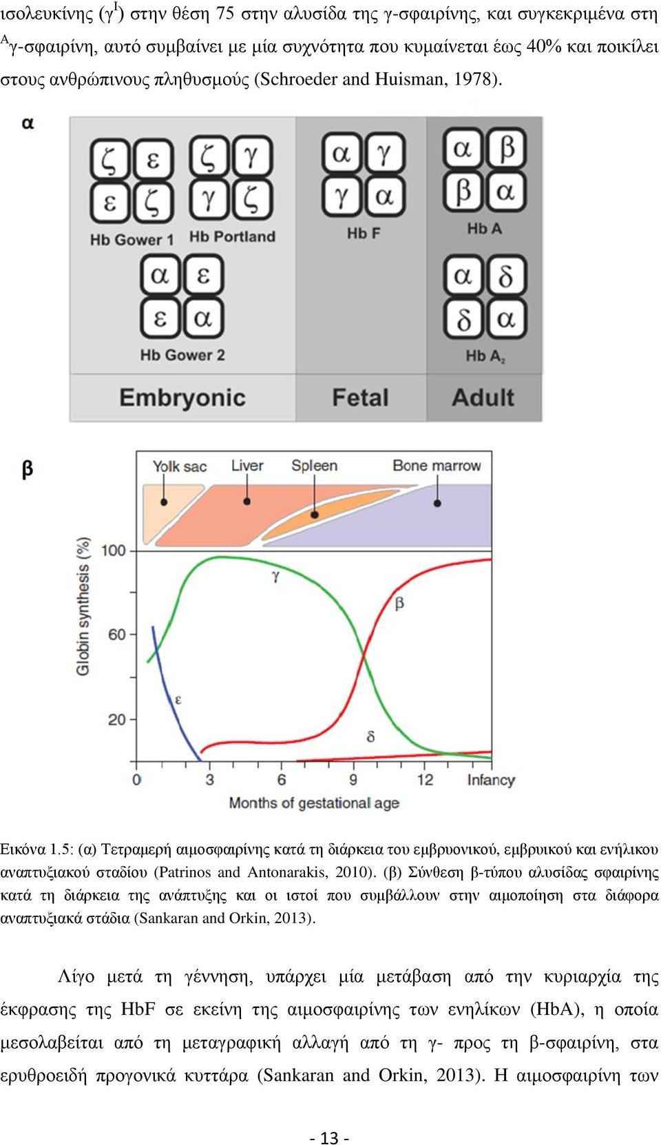 (β) Σύνθεση β-τύπου αλυσίδας σφαιρίνης κατά τη διάρκεια της ανάπτυξης και οι ιστοί που συμβάλλουν στην αιμοποίηση στα διάφορα αναπτυξιακά στάδια (Sankaran and Orkin, 2013).