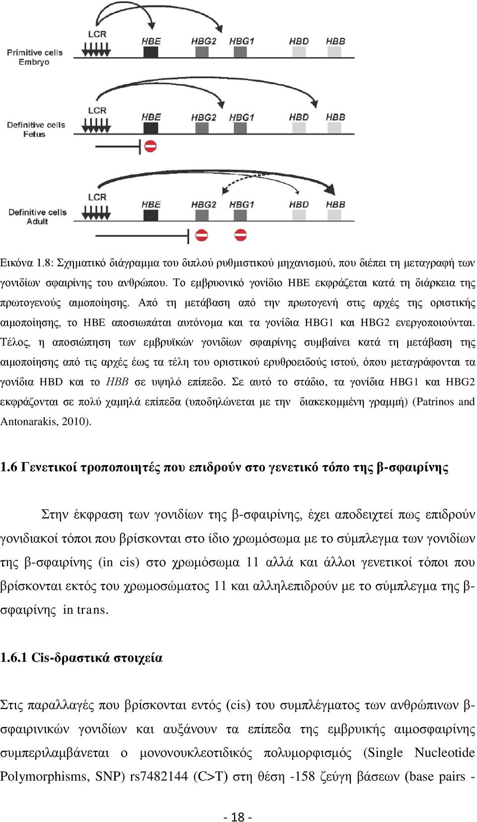 Από τη μετάβαση από την πρωτογενή στις αρχές της οριστικής αιμοποίησης, το HBE αποσιωπάται αυτόνομα και τα γονίδια HBG1 και HBG2 ενεργοποιούνται.