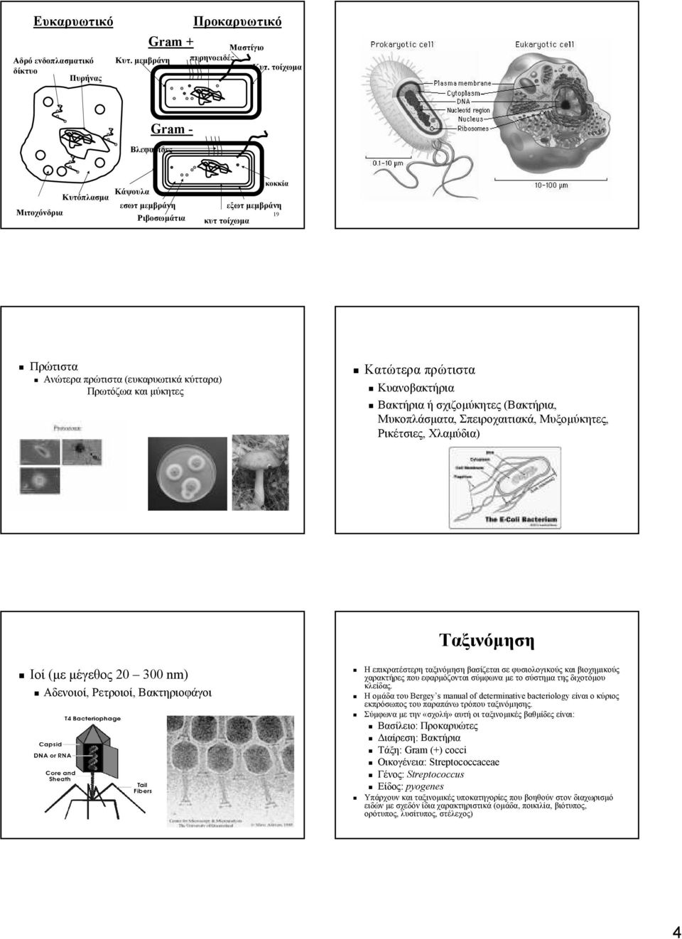 πρώτιστα Κυανοβακτήρια Βακτήρια ή σχιζοµύκητες (Βακτήρια, Μυκοπλάσµατα, Σπειροχαιτιακά, Μυξοµύκητες, Ρικέτσιες, Χλαµύδια) Ιοί (µε µέγεθος 20 300 nm) Αδενοιοί, Ρετροιοί, Βακτηριοφάγοι Ταξινόµηση Η