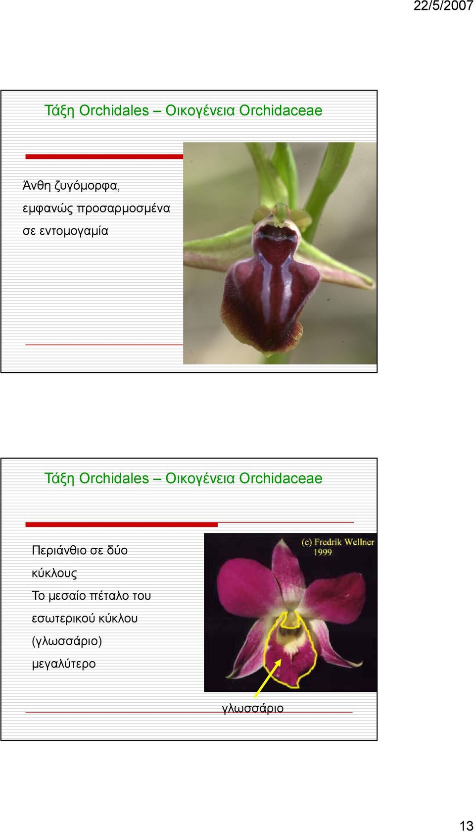 Οικογένεια Orchidaceae Περιάνθιο σε δύο κύκλους Το µεσαίο