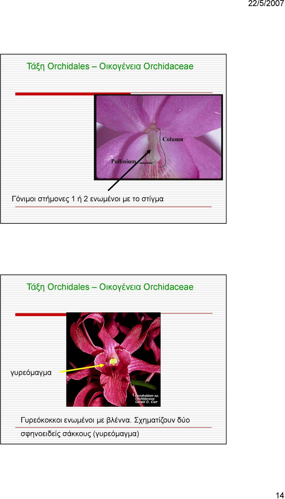 Οικογένεια Orchidaceae γυρεόµαγµα Γυρεόκοκκοι ενωµένοι
