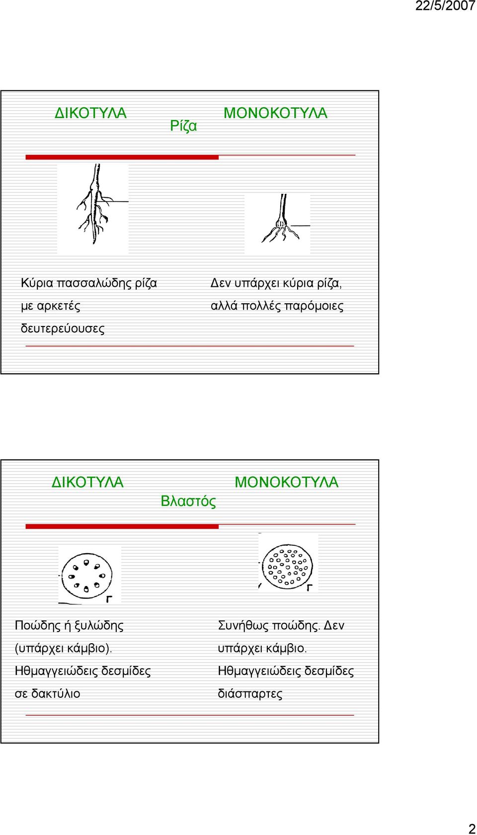 ΜΟΝΟΚΟΤΥΛΑ Ποώδης ή ξυλώδης (υπάρχει κάµβιο).