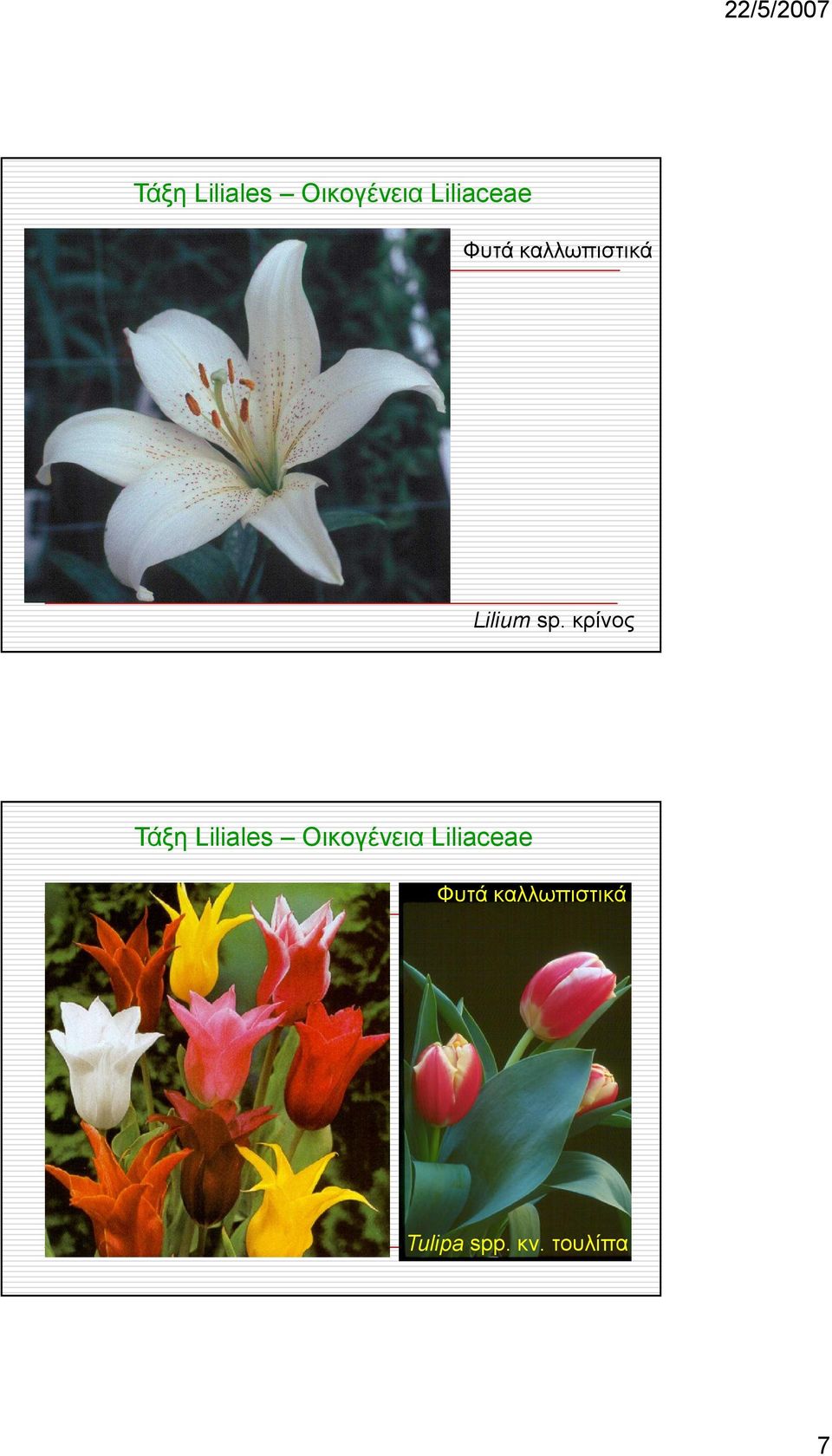 κρίνος  Φυτά καλλωπιστικά Tulipa spp.