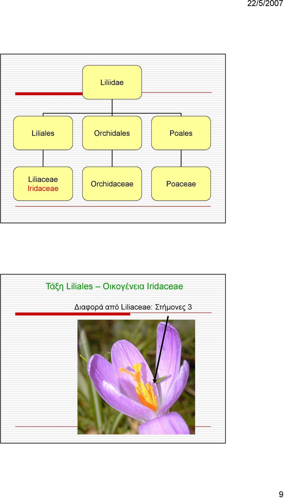 Poaceae Τάξη Liliales Οικογένεια