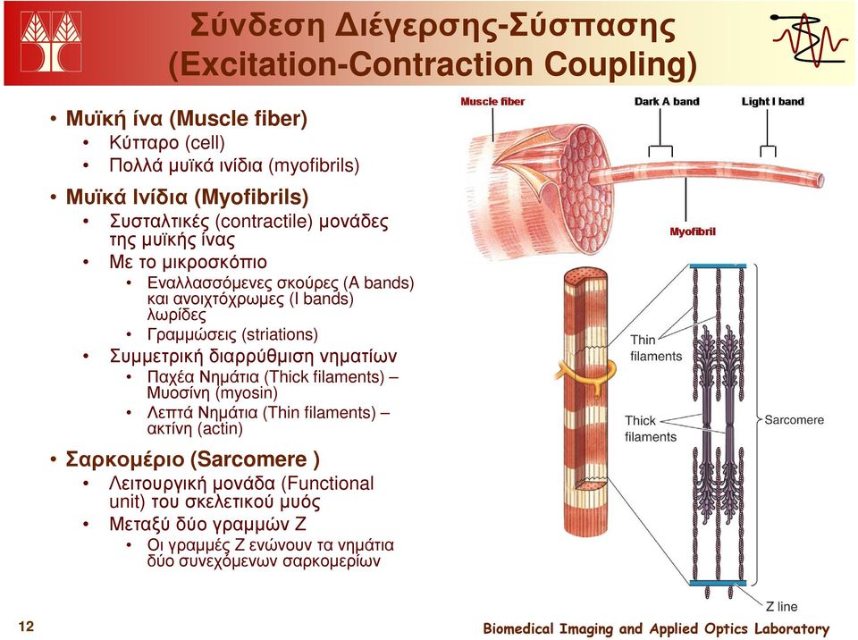 Γραµµώσεις (striations) Συµµετρική διαρρύθµιση νηµατίων Παχέα Νηµάτια (Thick filaments) Μυοσίνη (myosin) Λεπτά Νηµάτια (Thin filaments) ακτίνη (actin)