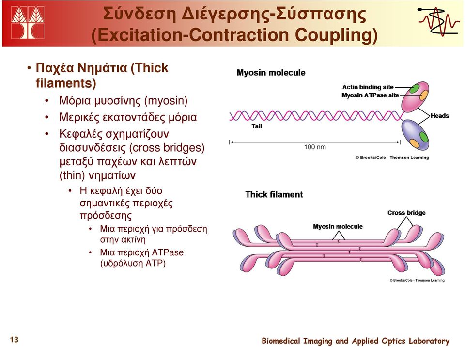 διασυνδέσεις (cross bridges) µεταξύ παχέων και λεπτών (thin) νηµατίων Η κεφαλή έχει δύο