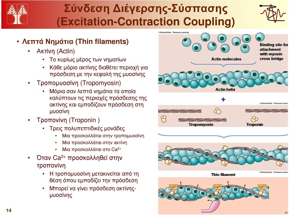 και εµποδίζουν πρόσδεση στη µυοσίνη Τροπονίνη (Troponin ) Τρεις πολυπεπτιδικές µονάδες Μια προσκολλάται στην τροποµυοσίνη Μια προσκολλάται στην ακτίνη Μια