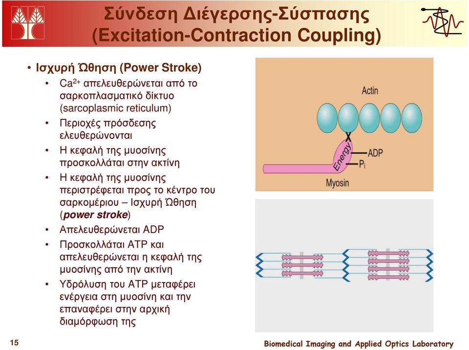 µυοσίνης περιστρέφεται προς το κέντρο του σαρκοµέριου Ισχυρή Ώθηση (power stroke) Απελευθερώνεται ADP Προσκολλάται ATP και