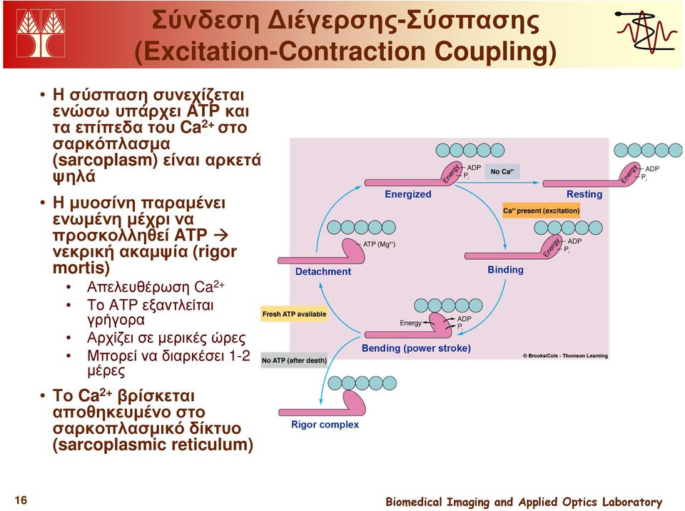 προσκολληθεί ATP νεκρική ακαµψία (rigor mortis) Απελευθέρωση Ca 2+ Το ATP εξαντλείται γρήγορα Αρχίζει σε