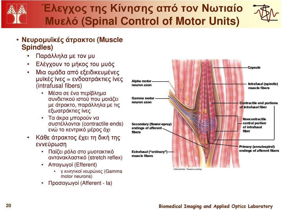 άτρακτο, παράλληλα µε τις εξωατράκτιες ίνες Τα άκρα µπορούν να συστέλλονται (contractile ends) ενώ το κεντρικό µέρος όχι Κάθε άτρακτος έχει τη δική της