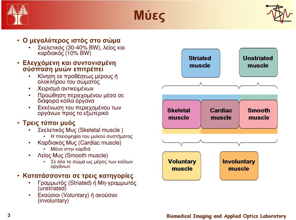 Τρεις τύποι µυός Σκελετικός Μυς (Skeletal muscle ) Η πλειοψηφία του µυϊκού συστήµατος Καρδιακός Μυς (Cardiac muscle) Μόνο στην καρδιά Λείος Μυς (Smooth muscle) Σε