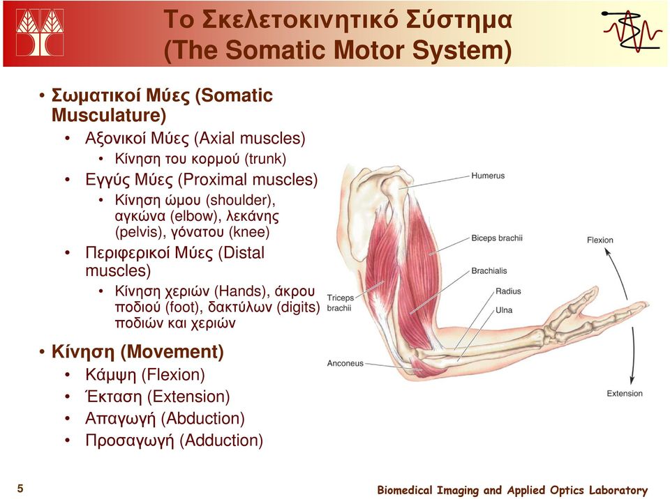 (pelvis), γόνατου (knee) Περιφερικοί Μύες (Distal muscles) Κίνηση χεριών (Hands), άκρου ποδιού (foot), δακτύλων