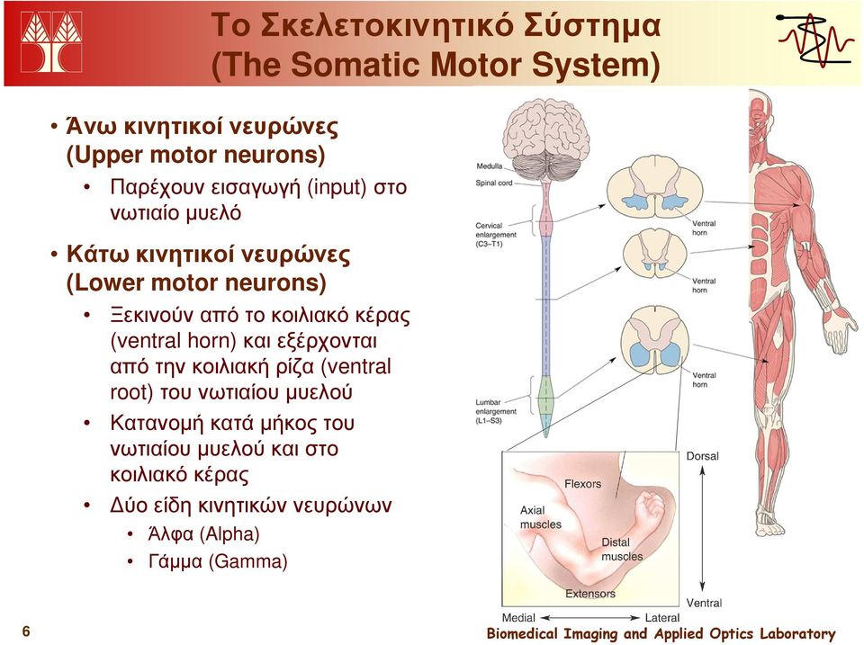 κοιλιακό κέρας (ventral horn) και εξέρχονται από την κοιλιακή ρίζα (ventral root) του νωτιαίου µυελού